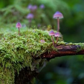 Mushroom Walk — September 13 - logo